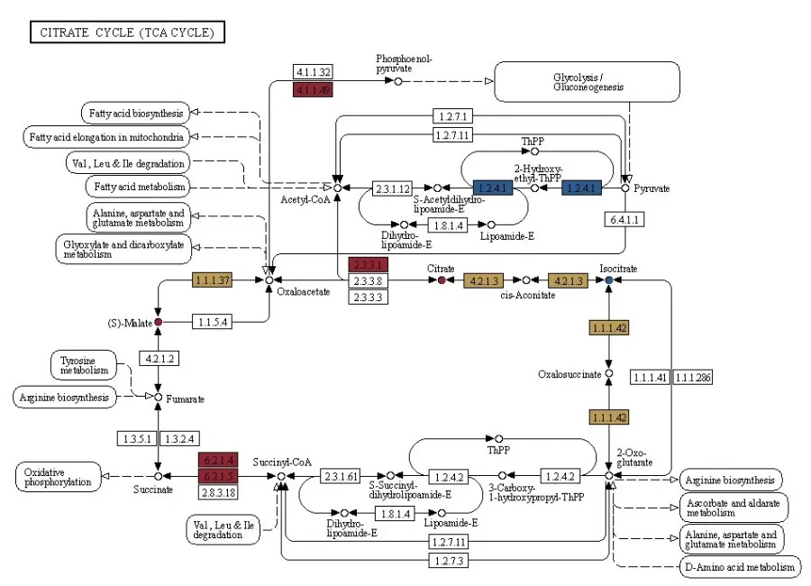 figure 4. KEGG enrichment analysis results from both omics